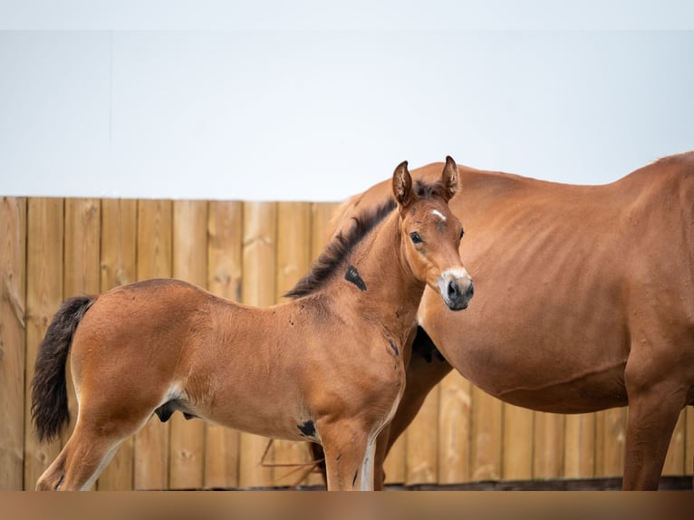 AES Hengst Veulen (05/2025) Bruin in GROTE-BROGEL