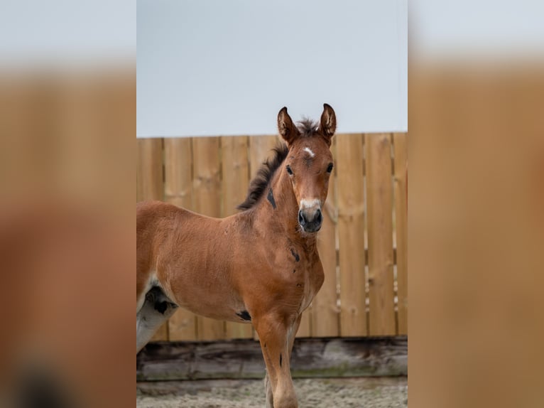 AES Hengst Veulen (05/2025) Bruin in GROTE-BROGEL