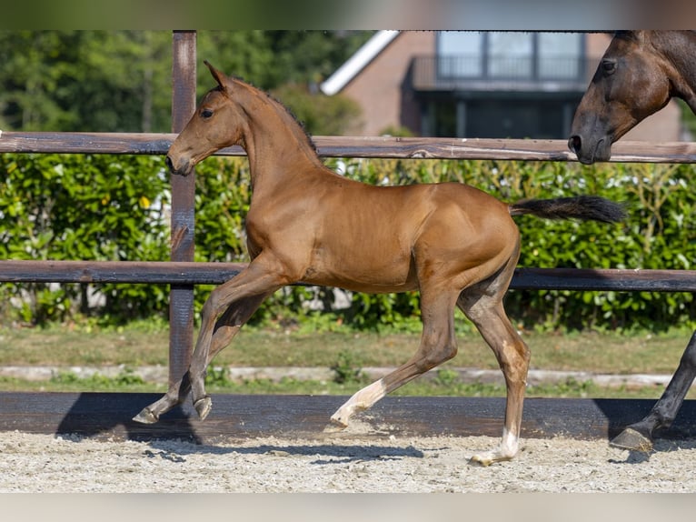 AES Hengst Veulen (05/2026) Bruin in Waddinxveen