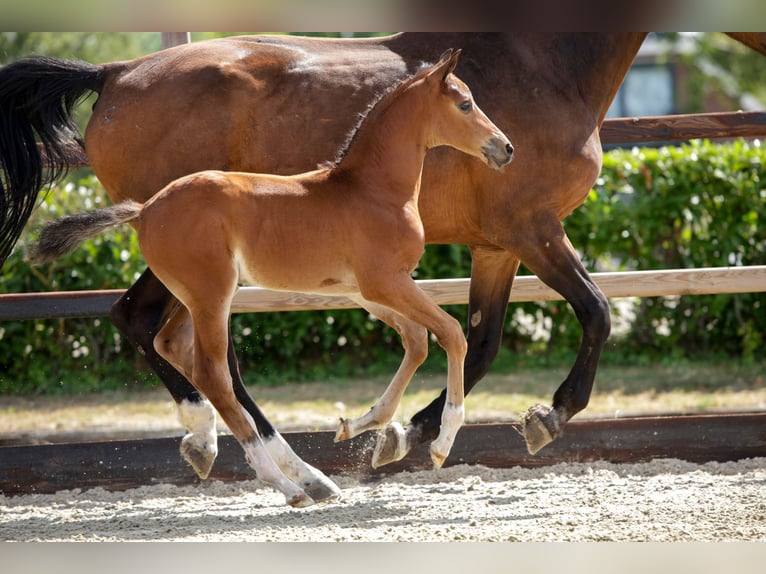 AES Hengst Veulen (07/2026) Bruin in Waddinxveen