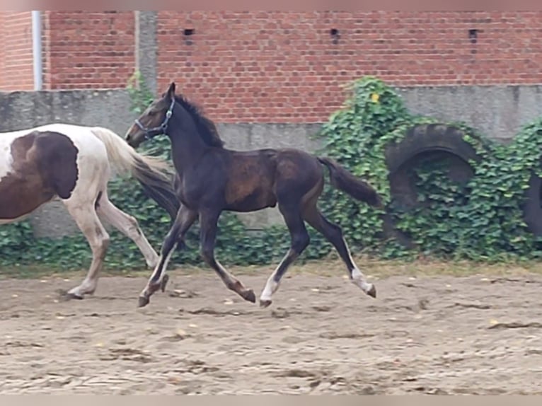 AES Hengst Veulen (04/2026) Donkerbruin in Kaulille
