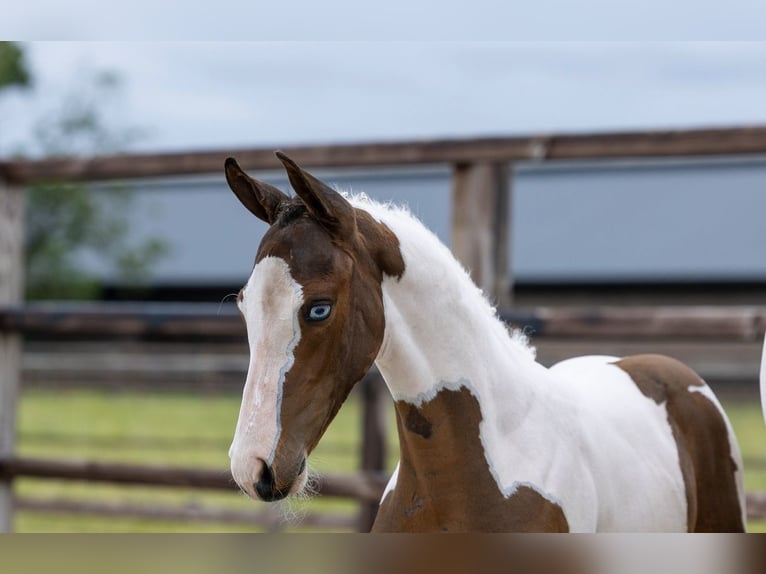 AES Hengst Veulen (04/2026) Gevlekt-paard in Waddinxveen