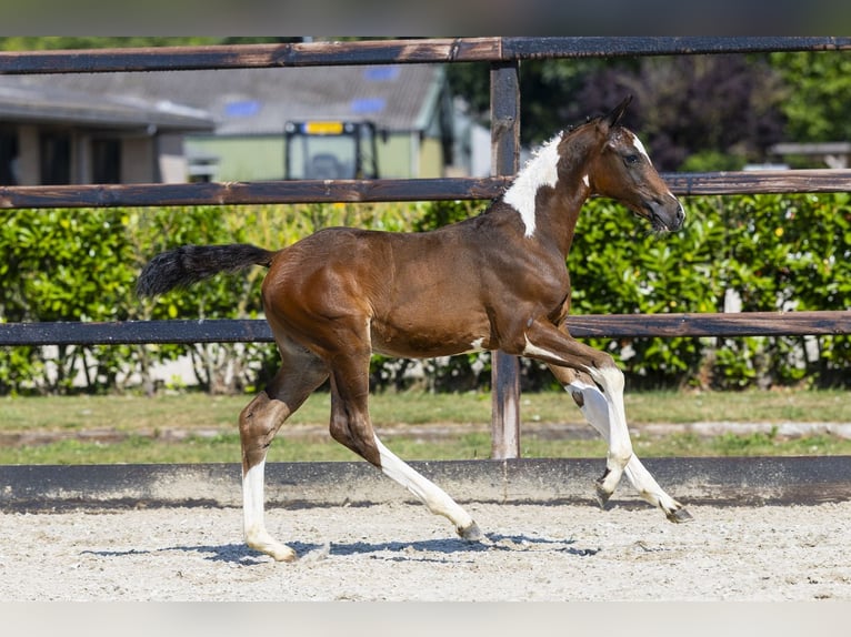 AES Hengst Veulen (05/2026) Gevlekt-paard in Waddinxveen