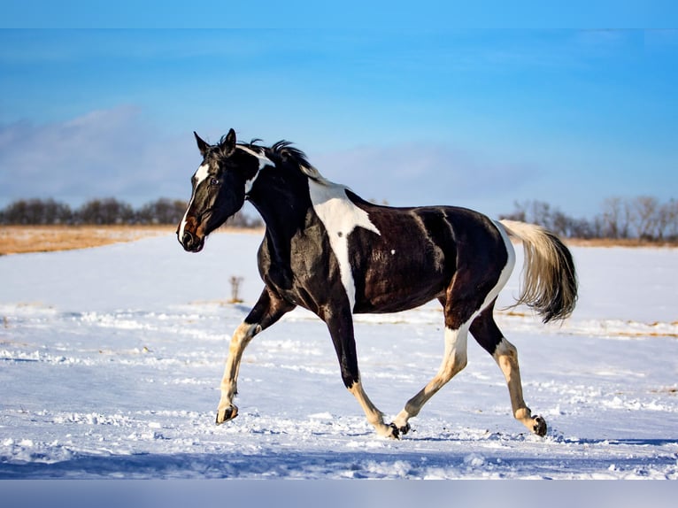 AES Merrie 10 Jaar 165 cm Gevlekt-paard in Prague