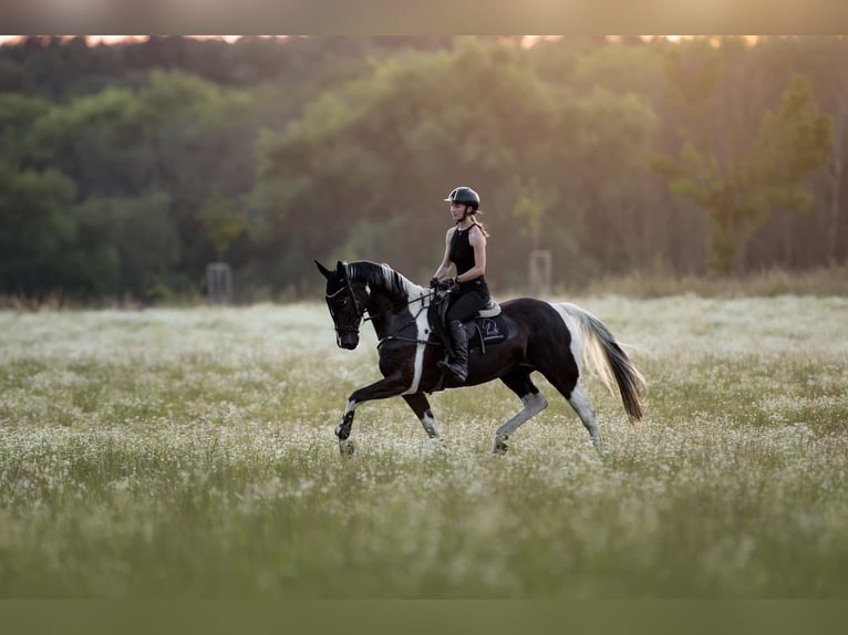 AES Merrie 10 Jaar 165 cm Gevlekt-paard in Prague