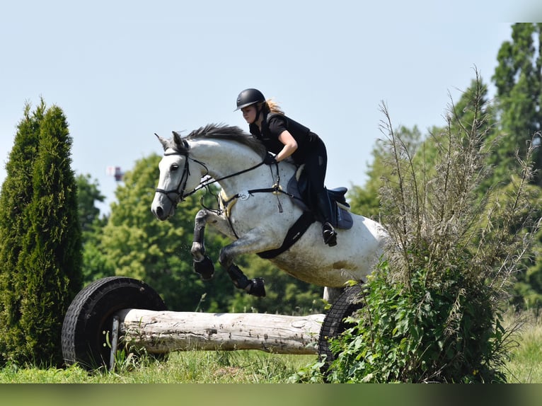 AES Merrie 10 Jaar 178 cm Appelschimmel in Groß-Umstadt