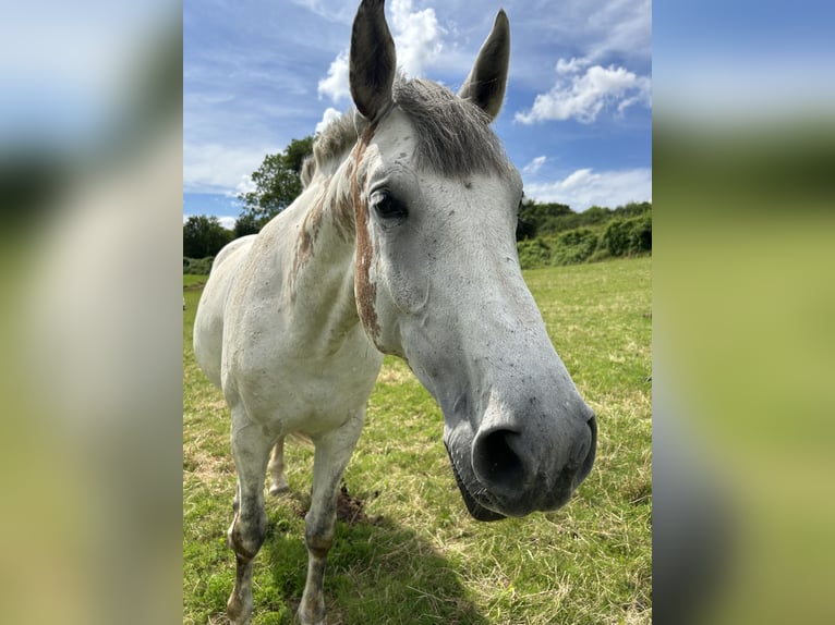 AES Merrie 10 Jaar 178 cm Appelschimmel in Groß-Umstadt