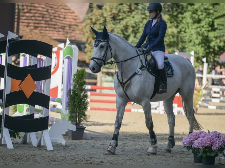 AES Merrie 10 Jaar 178 cm Appelschimmel in Groß-Umstadt