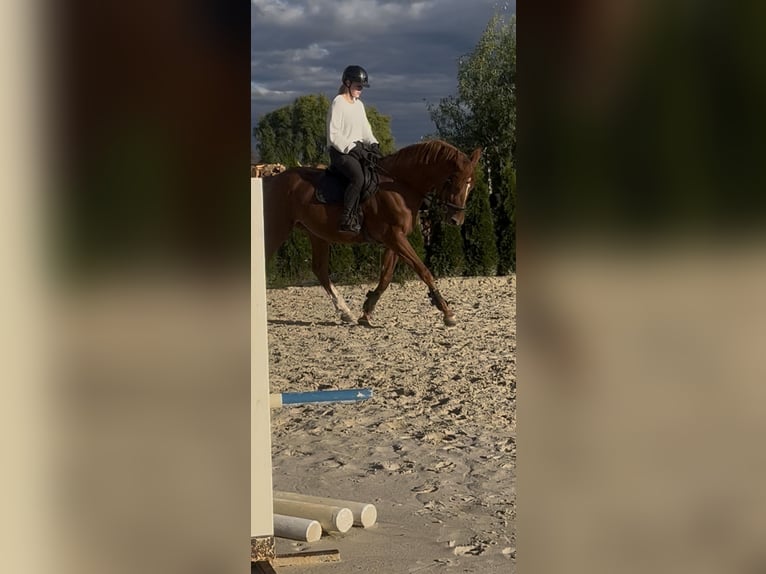 AES Merrie 10 Jaar 180 cm Donkere-vos in Murska Sobota