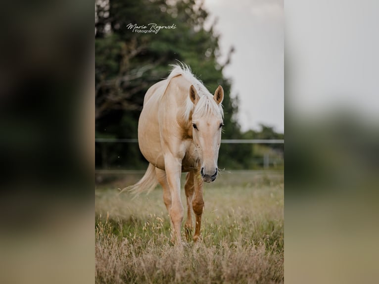 AES Merrie 11 Jaar 156 cm Dunalino in Beaumont-Pied-de-Buf