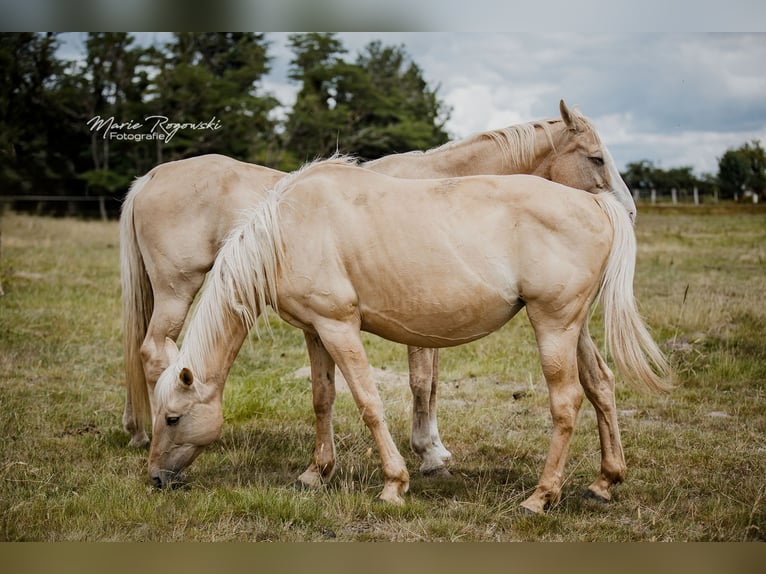 AES Merrie 11 Jaar 156 cm Dunalino in Beaumont-Pied-de-Buf