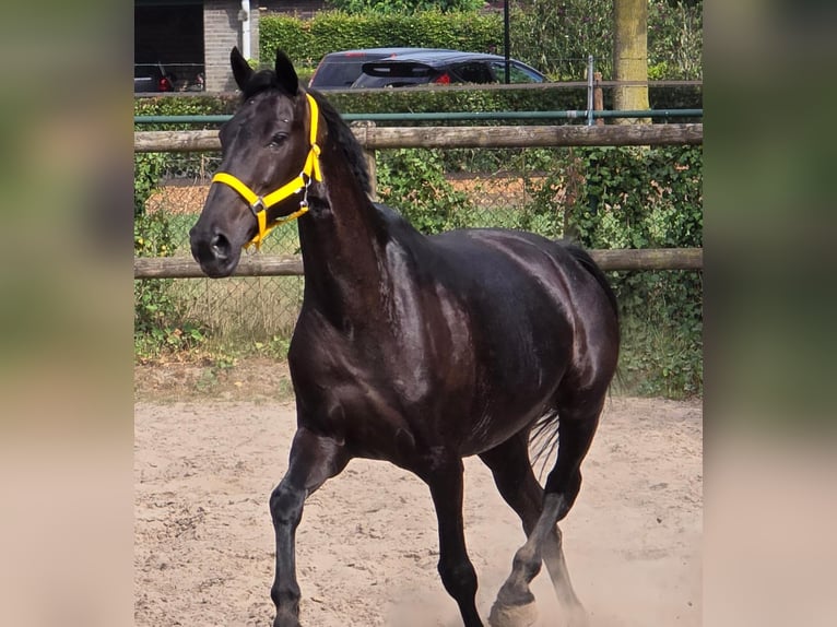 AES Merrie 11 Jaar 168 cm in Someren