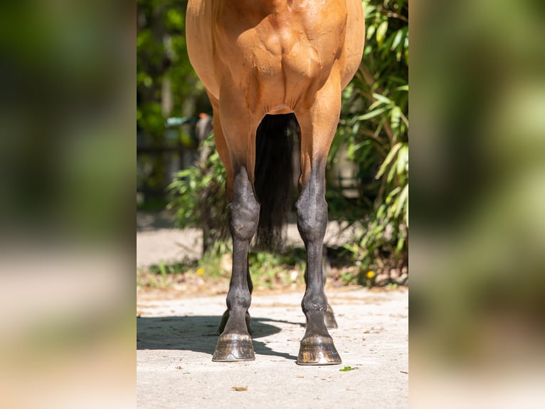 AES Merrie 11 Jaar 171 cm Bruin in Grote-Brogel