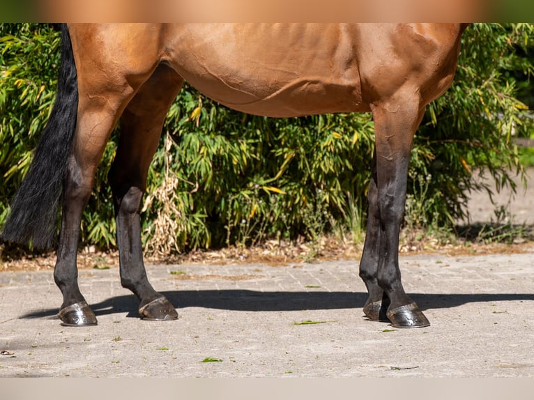 AES Merrie 11 Jaar 171 cm Bruin in Grote-Brogel