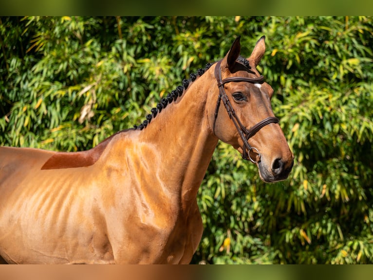 AES Merrie 11 Jaar 171 cm Bruin in Grote-Brogel
