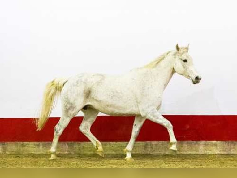 AES Merrie 12 Jaar 167 cm Schimmel in Eibergen