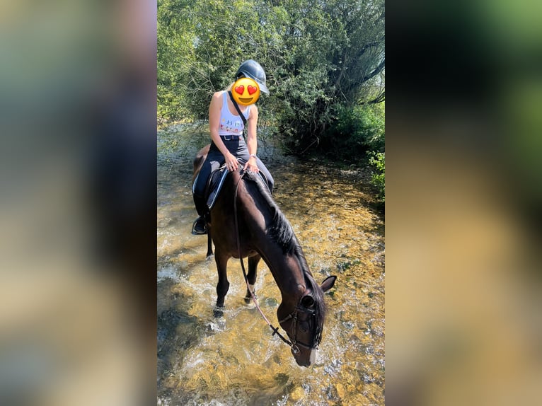 AES Merrie 14 Jaar 169 cm Bruin in Sonceboz