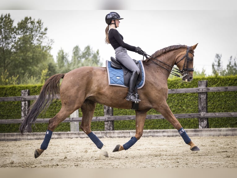 AES Merrie 15 Jaar 172 cm Vos in Affligem