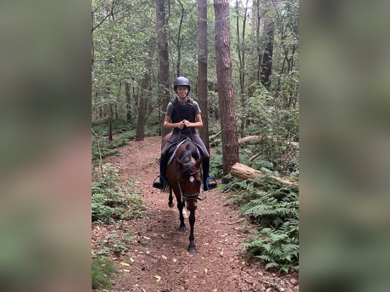 AES Merrie 16 Jaar 137 cm Bruin in Olen
