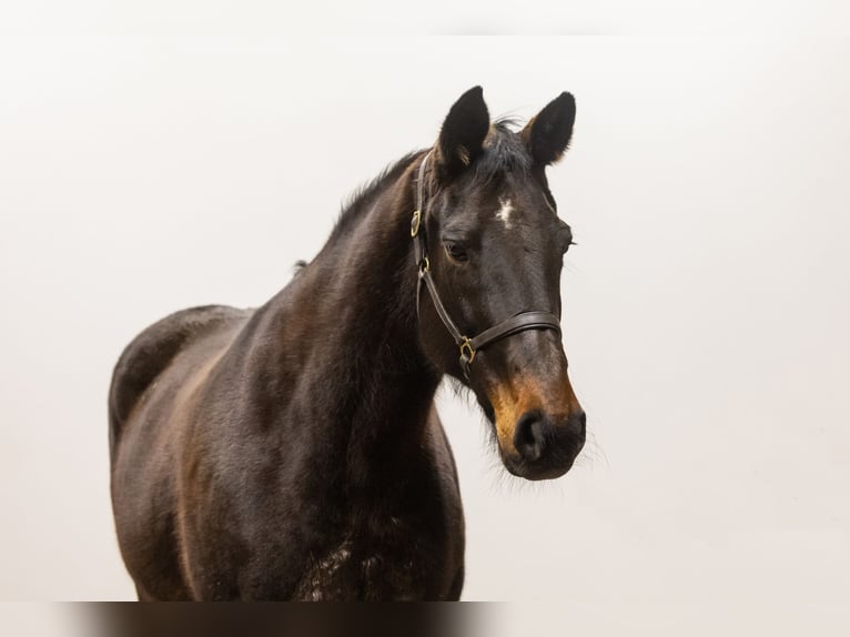 AES Merrie 17 Jaar 169 cm Bruin in Waddinxveen