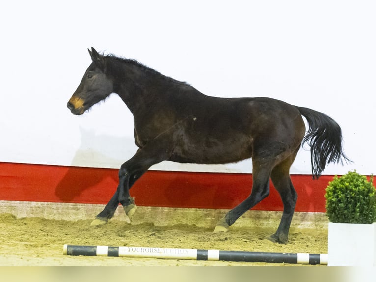 AES Merrie 17 Jaar 169 cm Bruin in Waddinxveen