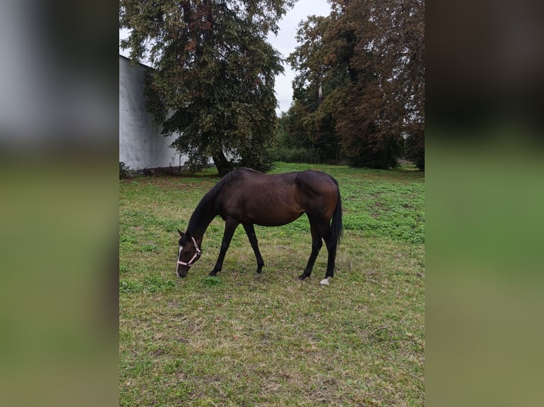 AES Merrie 19 Jaar 164 cm Donkerbruin in Wrocław