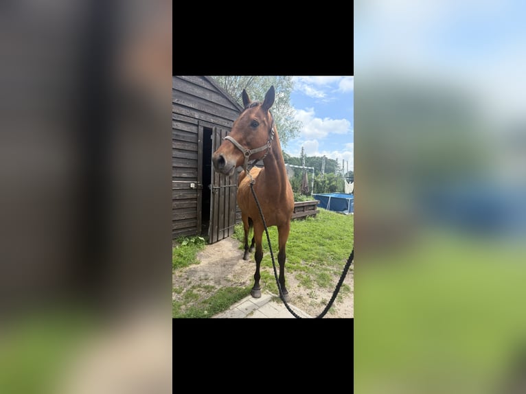 AES Merrie 19 Jaar 171 cm Lichtbruin in Szumanie Pustoły
