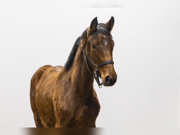 AES Merrie 1 Jaar 140 cm  in Waddinxveen