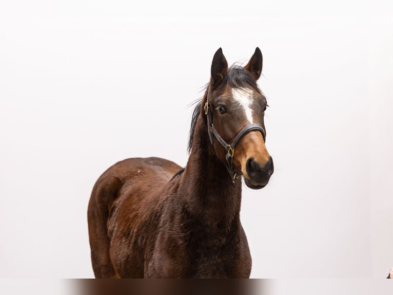 AES Merrie 1 Jaar 145 cm Bruin in Waddinxveen