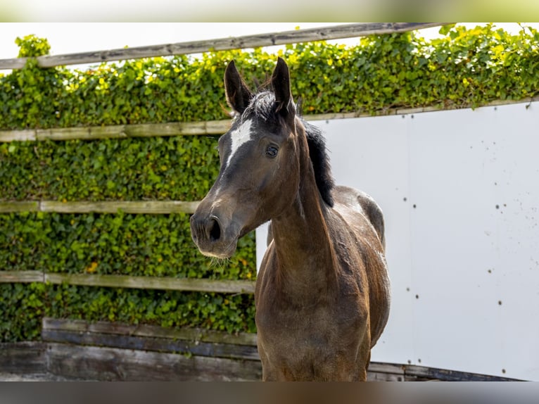 AES Merrie 1 Jaar 155 cm  in Waddinxveen