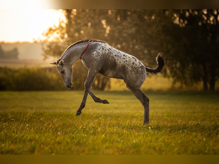 AES Merrie 1 Jaar 170 cm Appaloosa in siedliska