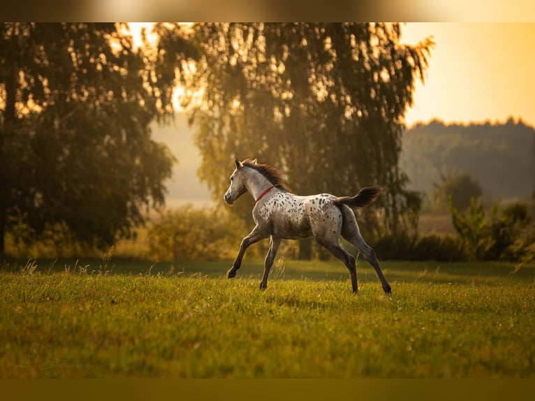 AES Merrie 1 Jaar 170 cm Appaloosa in siedliska