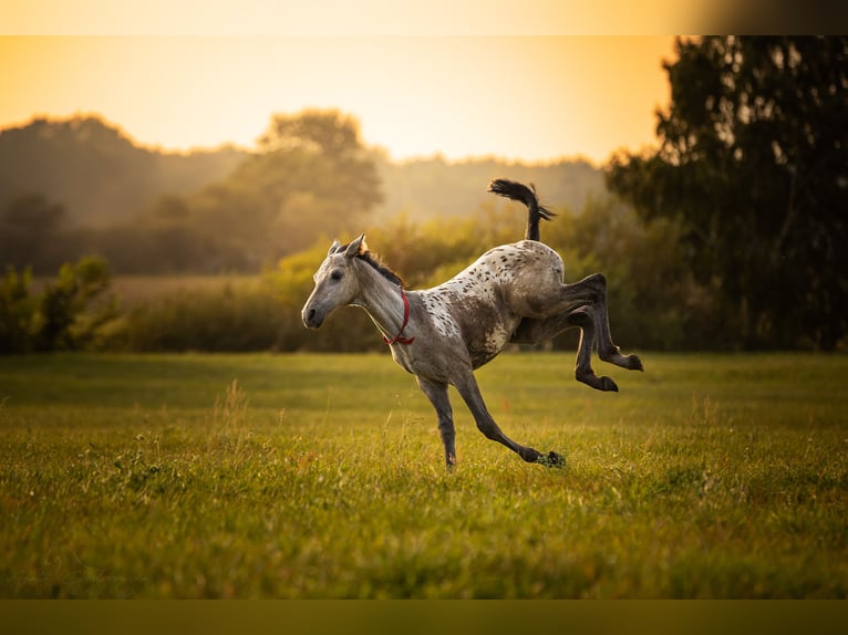 AES Merrie 1 Jaar 170 cm Appaloosa in siedliska