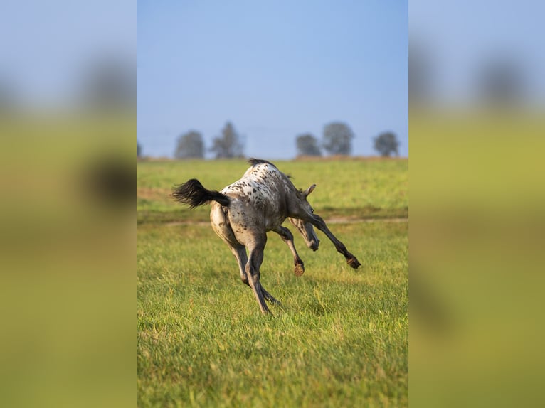 AES Merrie 1 Jaar 170 cm Appaloosa in siedliska