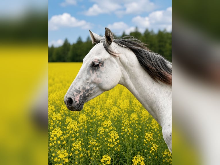 AES Merrie 1 Jaar 170 cm Appaloosa in SIEDLISKA
