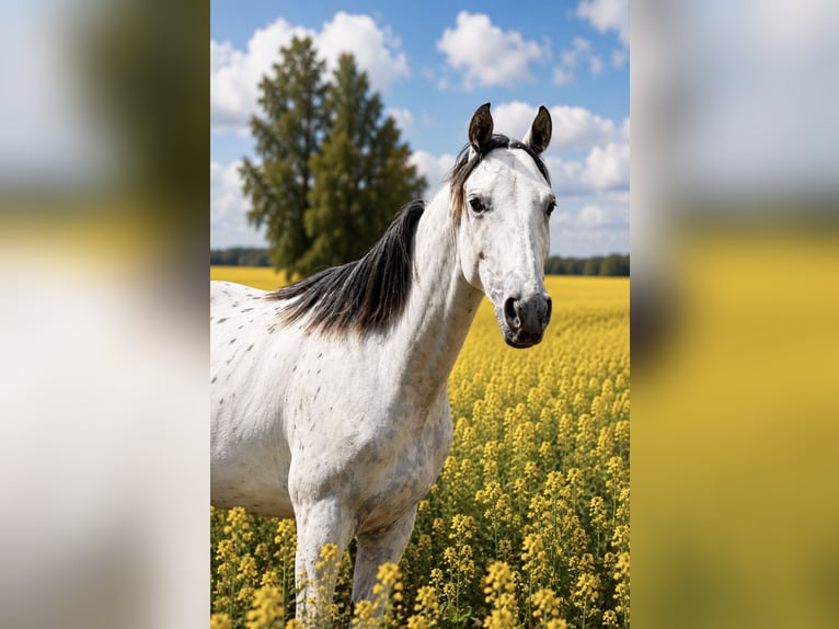 AES Merrie 1 Jaar 170 cm Appaloosa in SIEDLISKA