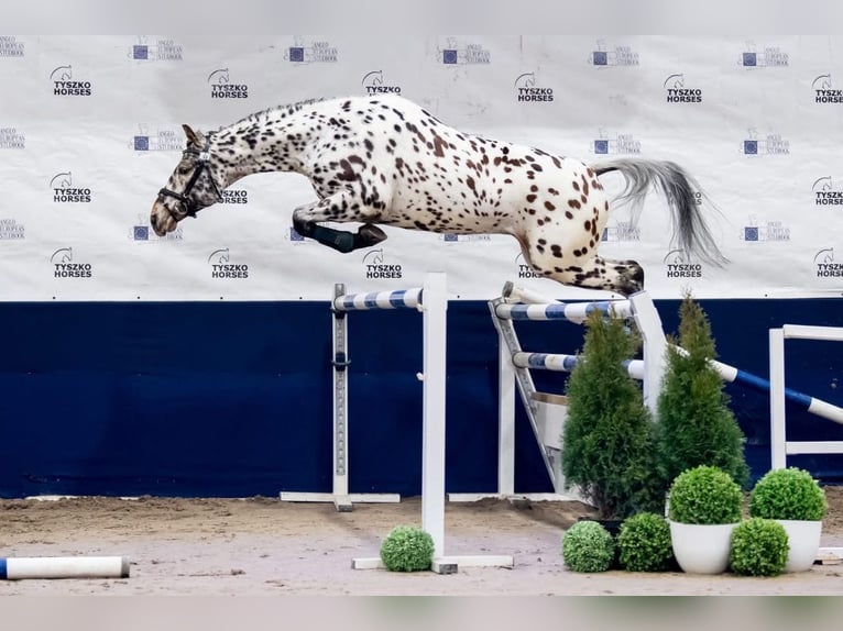 AES Merrie 1 Jaar 170 cm Appaloosa in SIEDLISKA