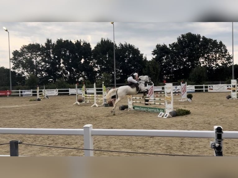 AES Merrie 22 Jaar 160 cm Schimmel in Kaarst