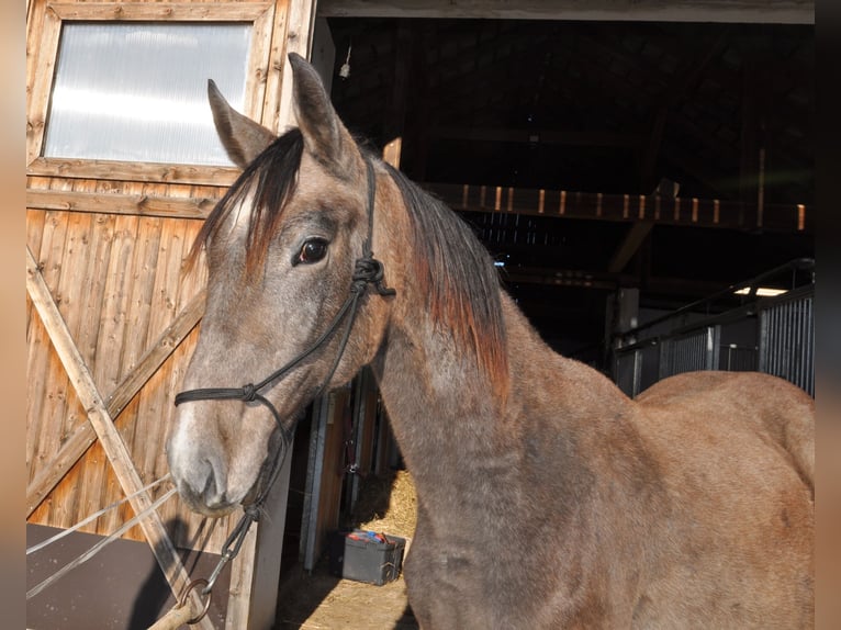 AES Merrie 2 Jaar 145 cm Zwartschimmel in Mozirje