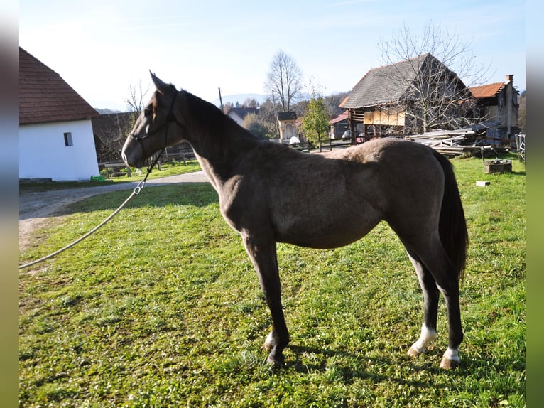 AES Merrie 2 Jaar 145 cm Zwartschimmel in Mozirje