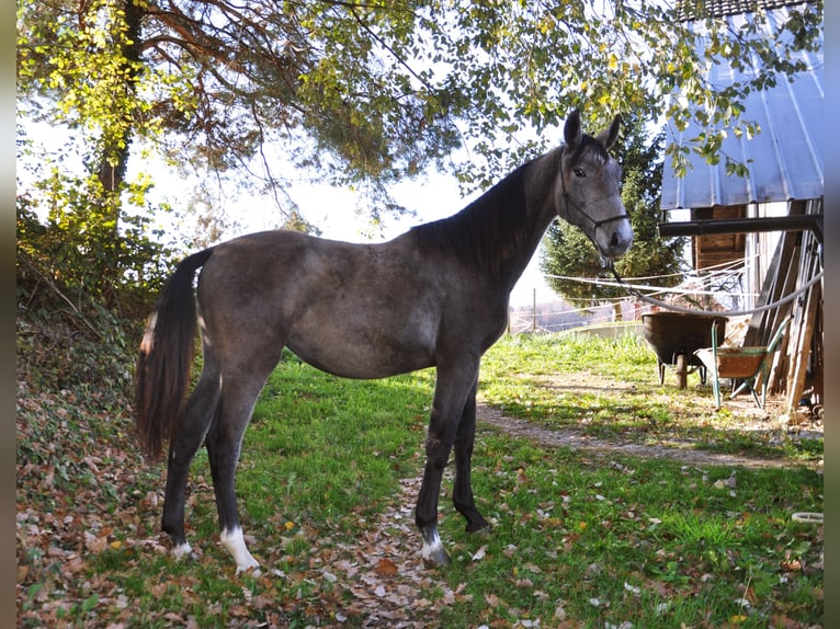 AES Merrie 2 Jaar 145 cm Zwartschimmel in Mozirje