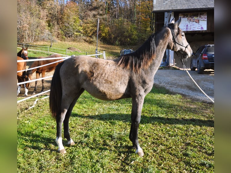 AES Merrie 2 Jaar 145 cm Zwartschimmel in Mozirje