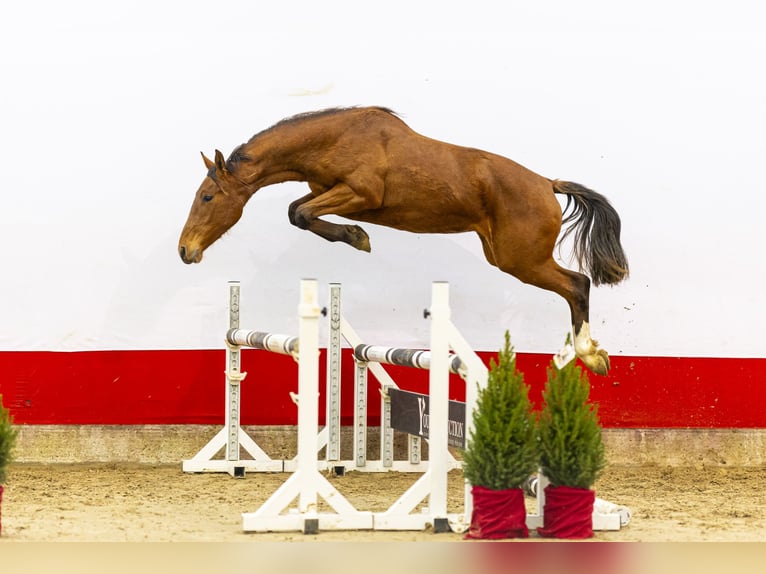 AES Merrie 2 Jaar 151 cm Bruin in Waddinxveen