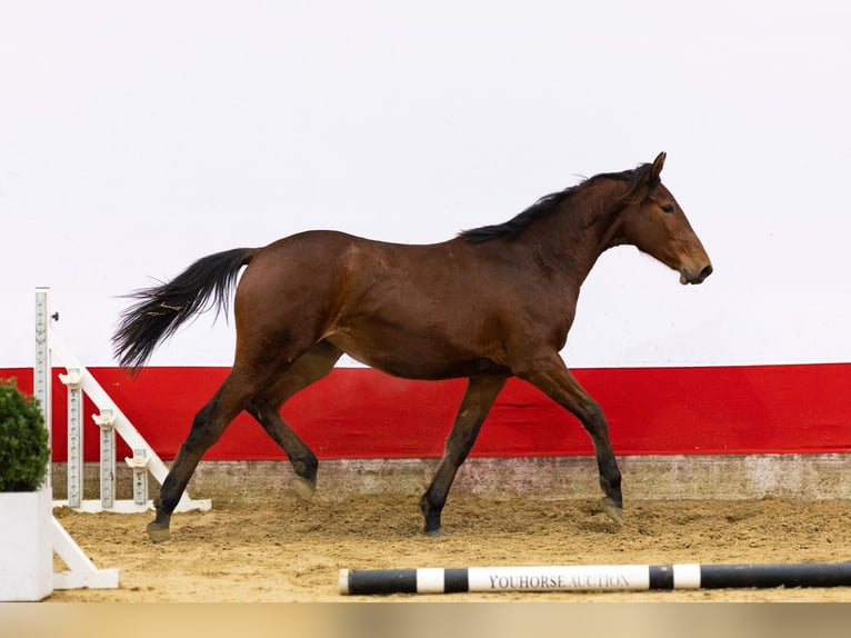 AES Merrie 2 Jaar 155 cm  in Waddinxveen
