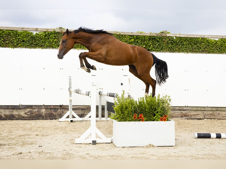 AES Merrie 2 Jaar 159 cm Bruin in Waddinxveen