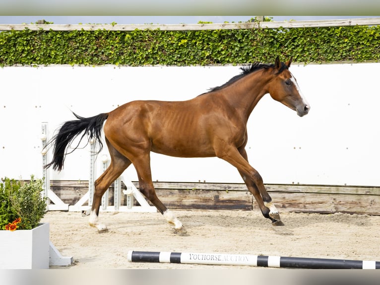 AES Merrie 2 Jaar 159 cm Bruin in Waddinxveen