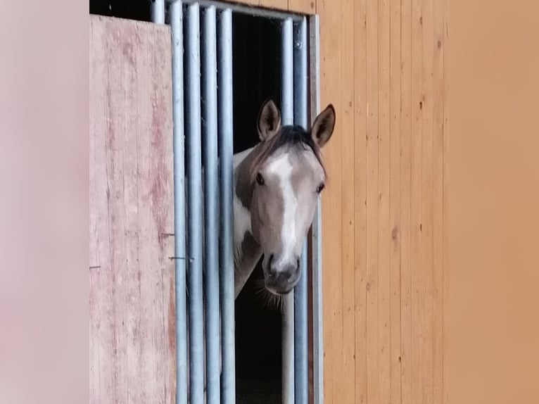 AES Merrie 2 Jaar 160 cm Buckskin in Weilerswist