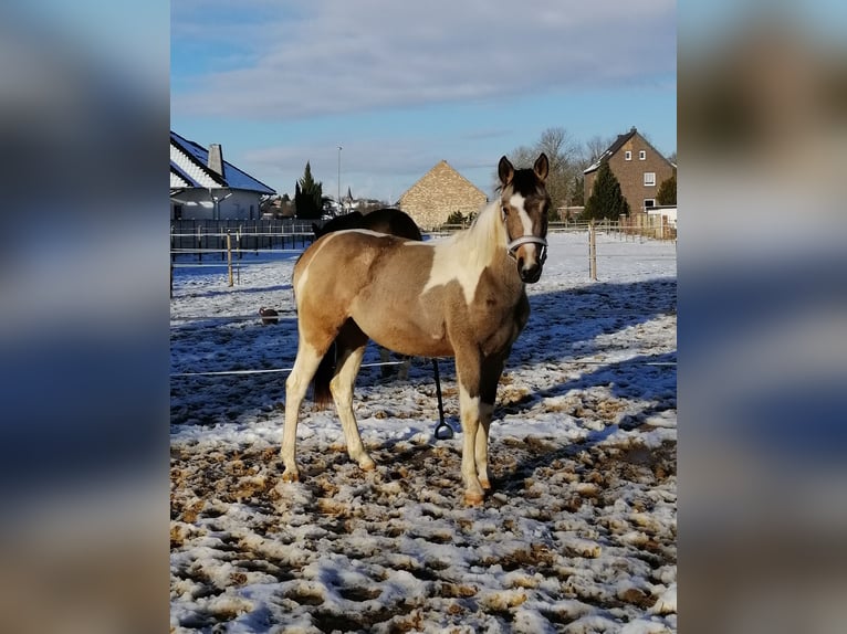 AES Merrie 2 Jaar 160 cm Buckskin in Weilerswist