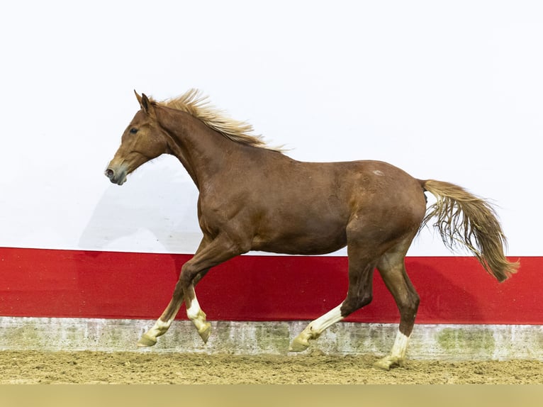 AES Merrie 2 Jaar 161 cm  in Waddinxveen