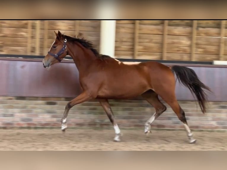 AES Merrie 2 Jaar 162 cm Bruin in Gyula